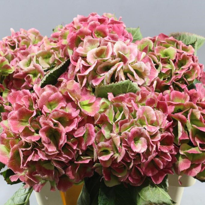 Hydrangea | Wholesale Flowers UK | Wedding Flowers | Triangle Nursery