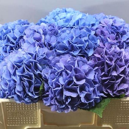 Buy wholesale “Louise” hydrangea earrings