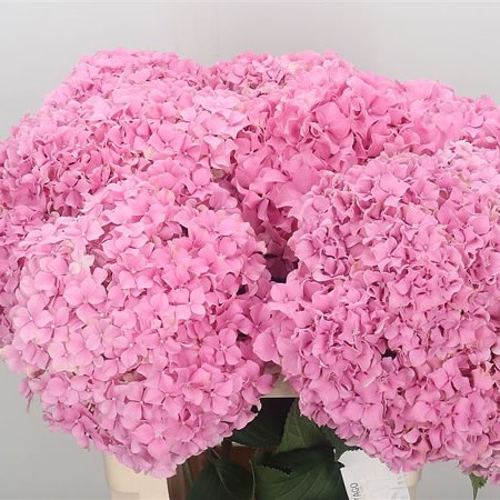 Hydrangea | Wholesale Flowers UK | Wedding Flowers | Triangle Nursery