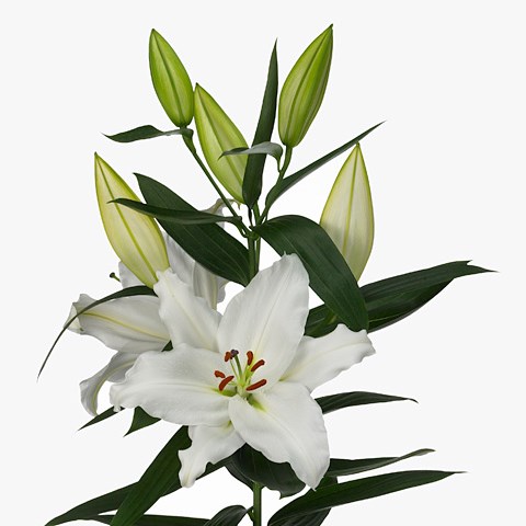 Lily Oriental - Tisento 85cm | Wholesale Dutch Flowers & Florist ...