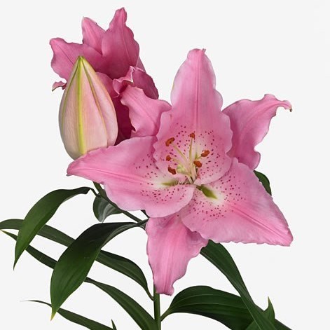 Lily Oriental - Mero Star 95cm | Wholesale Dutch Flowers & Florist 
