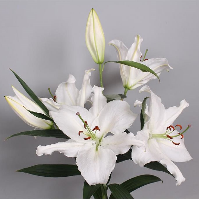 Buy Lily Oriental Wholesale Flowers Online 