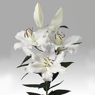 Buy Lily Oriental Wholesale Flowers Online | Wedding Flowers | Oriental ...