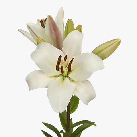 Buy Lily LA Wholesale Flowers Online | Wedding Flowers | Triangle Nursery