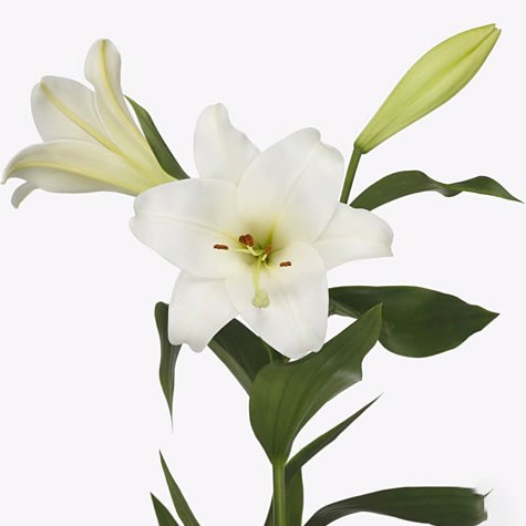 Buy Lily Longi Wholesale Flowers Online 