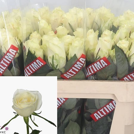 Rose Deniz 50cm  Wholesale Dutch Flowers & Florist Supplies UK