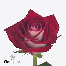 Buy wholesale cut roses online | Wedding Flowers | Triangle Nursery