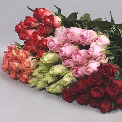 ROSE MOON DUST 50cm  Wholesale Dutch Flowers & Florist Supplies UK