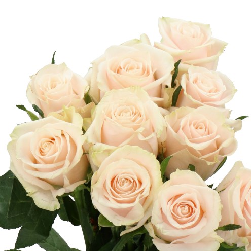 ROSE STANLEY ABBEY 50cm  Wholesale Dutch Flowers & Florist