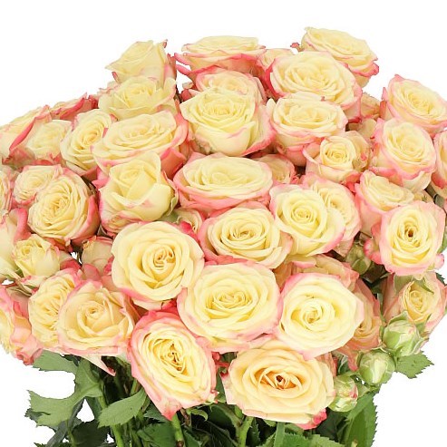 Rose Spray | Wholesale Flowers UK | Wedding Flowers | Triangle Nursery