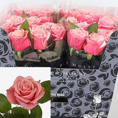 Buy Wholesale Cut Roses Online | Wedding Flowers | Triangle Nursery