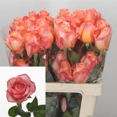 Rose Coral Reef Ecuador 60cm Wholesale Dutch Flowers Florist Supplies UK