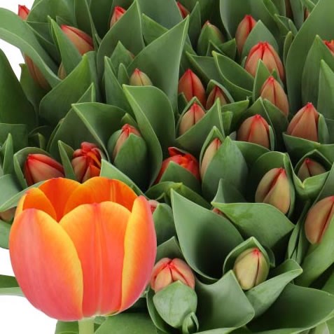 TULIPS OBSESSION 35cm 40gm | Wholesale Dutch Flowers & Florist 