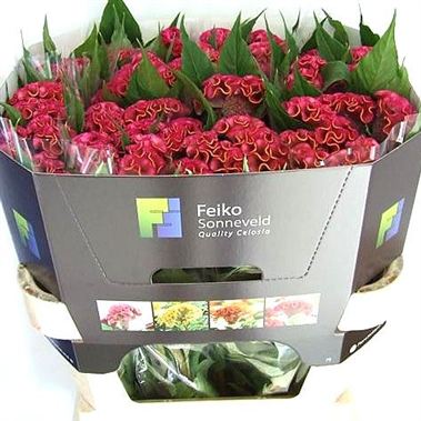 Celosia cr Bombay Firosa | Wholesale Flowers & Florist Supplies UK