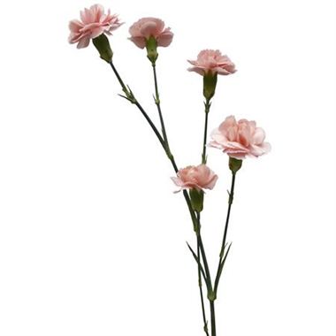 Spray Carnations Bridal White | Wholesale Flowers & Florist Supplies UK