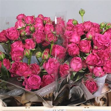 Rose Spray | Wholesale Flowers UK | Wedding Flowers | Triangle Nursery