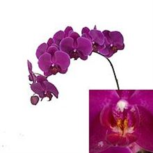 Vanda Orchid Nitaya Pastel Pink   Wholesale Flowers & Florist Supplies    greenhouse plastic cape town