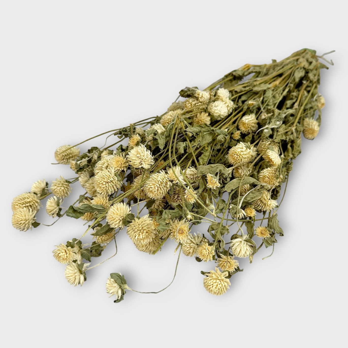 Everlasting Dried Flower Bunches & Bouquets | Gomphrena White (Dried) 50cm