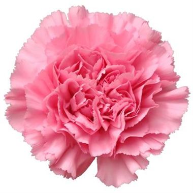 Carnation America | Wholesale Flowers & Florist Supplies UK