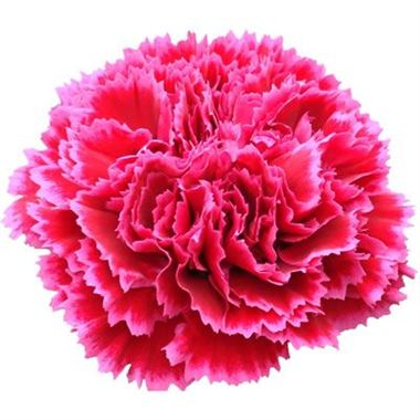 Carnation Hot Pink | Wholesale Flowers & Florist Supplies UK