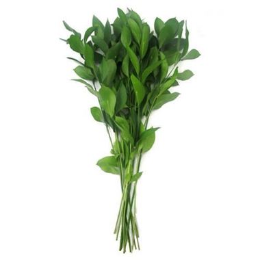 Ruscus Large Leaf 60cm | Hard Ruscus | Wholesale Flowers & Florist ...