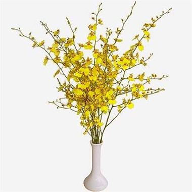 Oncidium Orchids | Wholesale Flowers UK | Wedding Flowers | Yellow Orchid