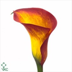 Calla Lilies | Wholesale Flowers UK | Wedding Flowers | Triangle Nursery